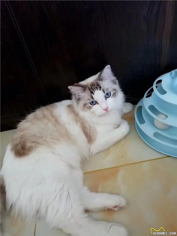 简单粗暴的布偶猫双色科普