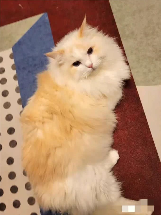 简单粗暴的布偶猫双色科普