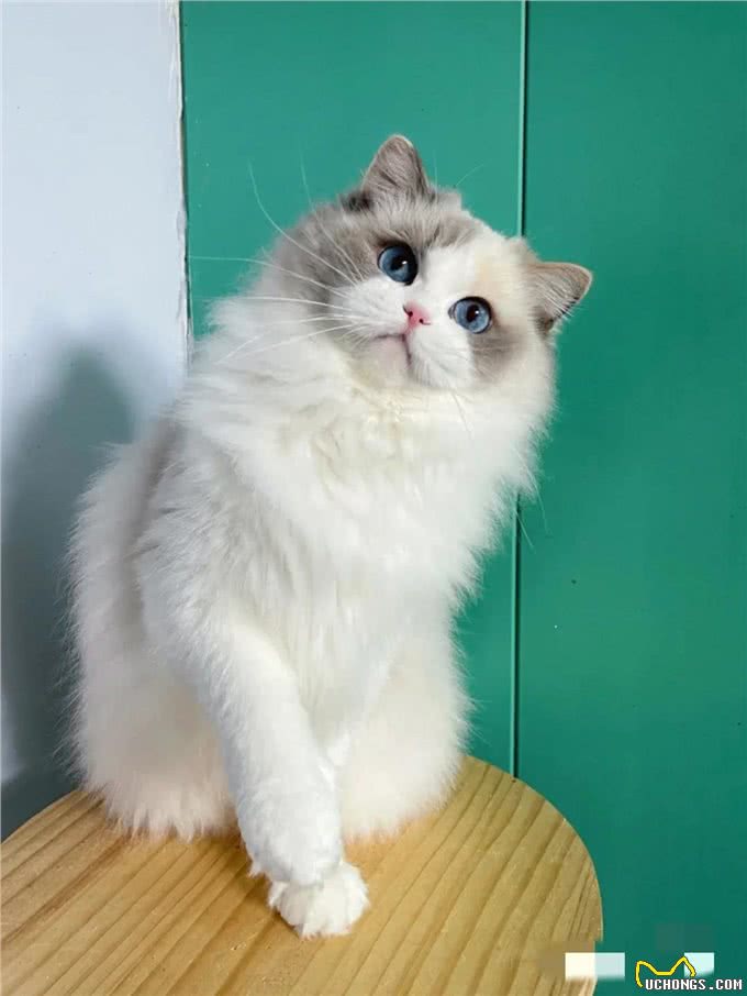 简单粗暴的布偶猫双色科普