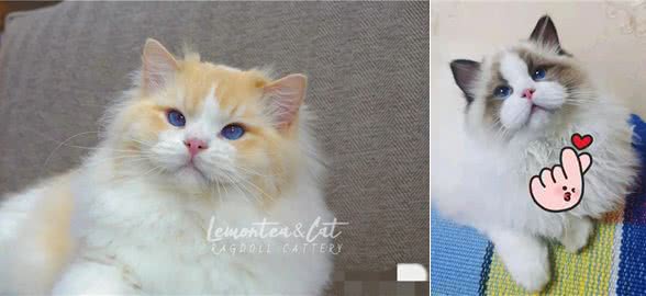 简单粗暴的布偶猫双色科普