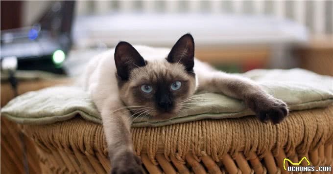 相似度99%的猫，一个都没认错的话，说明你很厉害