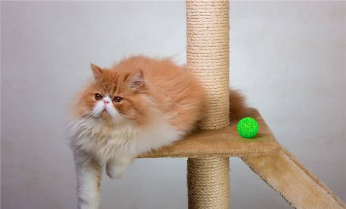 相似度99%的猫，一个都没认错的话，说明你很厉害
