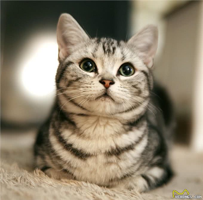 相似度99%的猫，一个都没认错的话，说明你很厉害