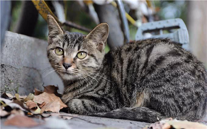 相似度99%的猫，一个都没认错的话，说明你很厉害