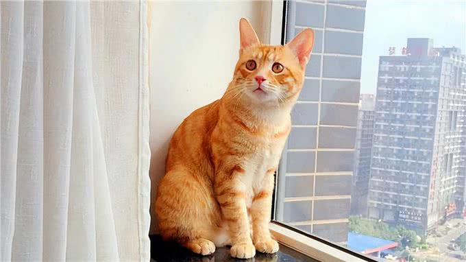 相似度99%的猫，一个都没认错的话，说明你很厉害
