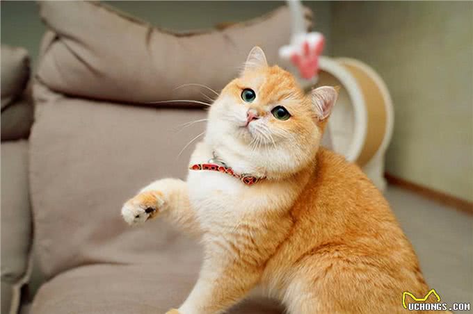 相似度99%的猫，一个都没认错的话，说明你很厉害