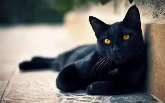 相似度99%的猫，一个都没认错的话，说明你很厉害