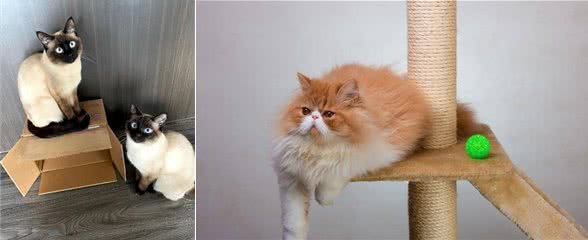 相似度99%的猫，一个都没认错的话，说明你很厉害