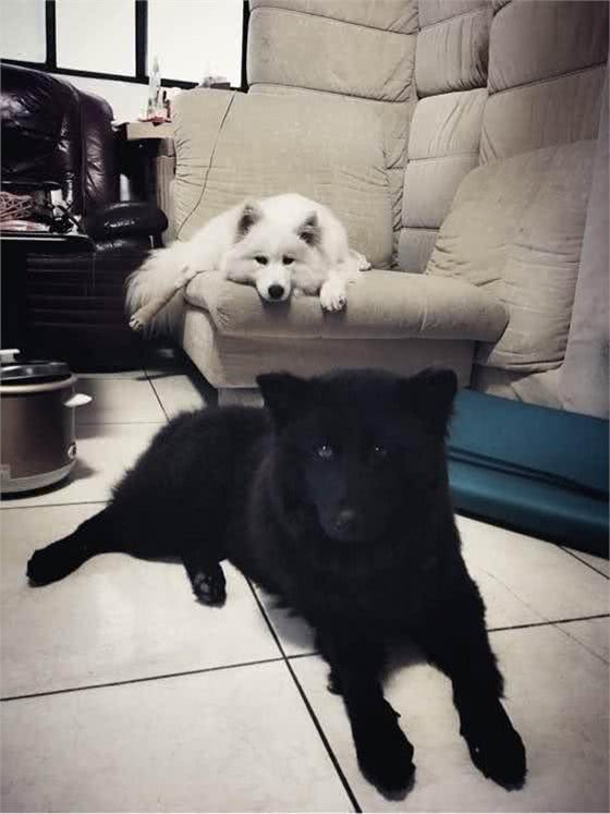 濒危!这款中华神犬全球仅存1000只!颜值不输萨摩耶!