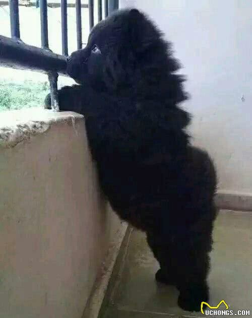 濒危!这款中华神犬全球仅存1000只!颜值不输萨摩耶!