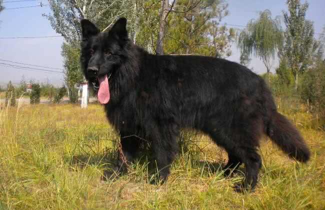 濒危!这款中华神犬全球仅存1000只!颜值不输萨摩耶!