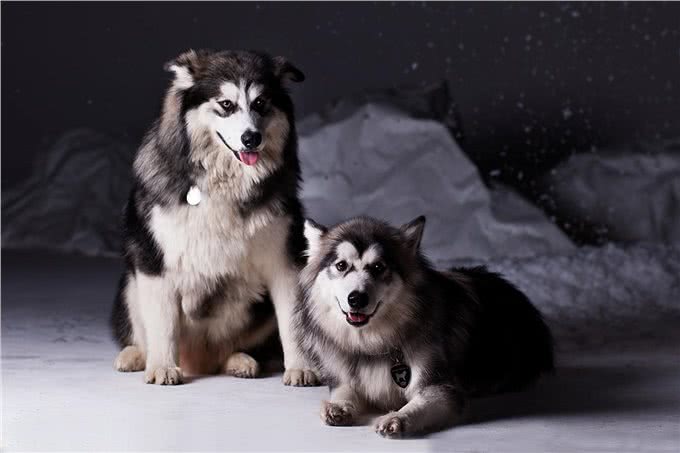 普通阿拉和巨型阿拉斯加犬的区别