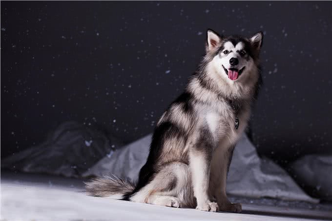 普通阿拉和巨型阿拉斯加犬的区别