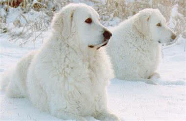 怎样能够瞬间抓人眼球,带一只大型的狗狗出去绝对拉风!