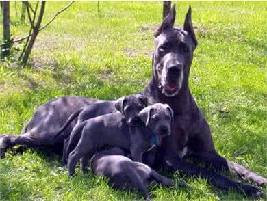 怎样能够瞬间抓人眼球,带一只大型的狗狗出去绝对拉风!