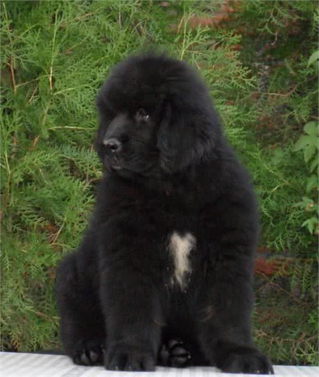 怎样能够瞬间抓人眼球,带一只大型的狗狗出去绝对拉风!