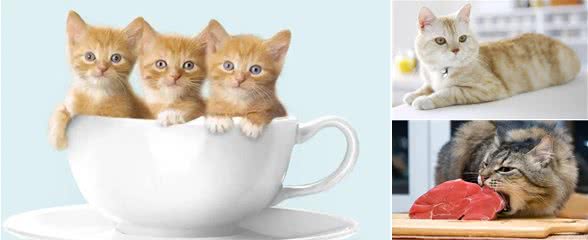 猫和狗的不同性格是刻在基因里的