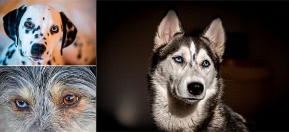 拥有美丽蓝眼的犬种，引人注目的眼神让人心醉