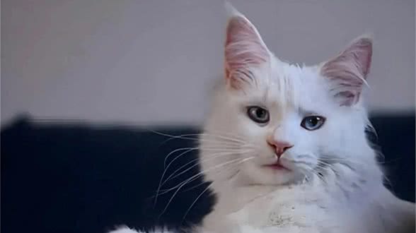 猫咪可以活多久，这是一个值得期待的问题