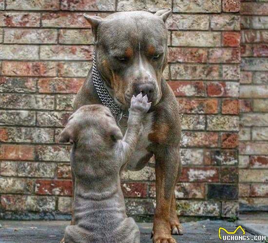 饲养大型猛犬，是公的好，还是母的好，4点回答，一针见血