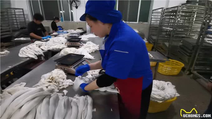 风口上的宠物小镇：狗咬胶带来45亿年产值，从温州平阳走向世界