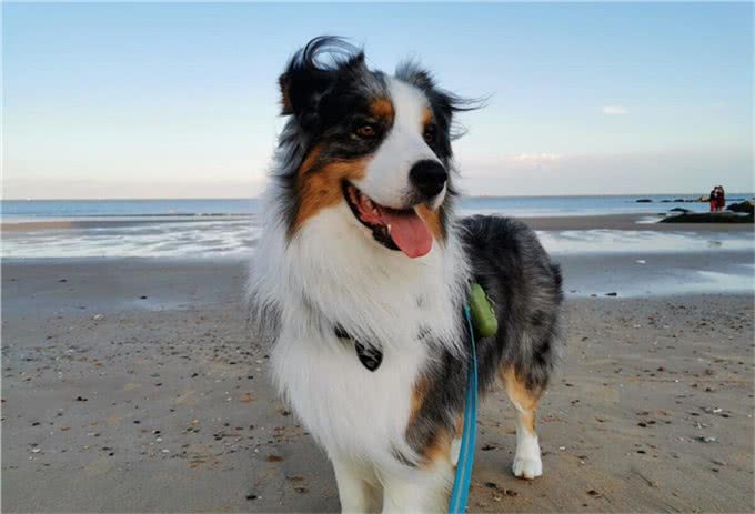 宠物医生，狗狗两个月大肺炎怎么办?