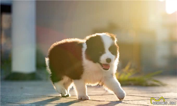 宠物医生，狗狗两个月大肺炎怎么办?