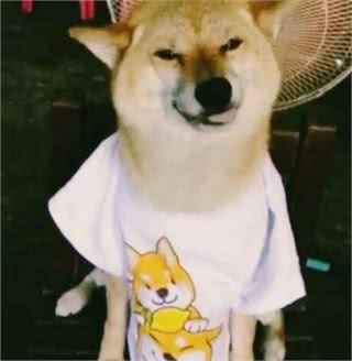 关于给狗狗绝育，你应该知道这些!