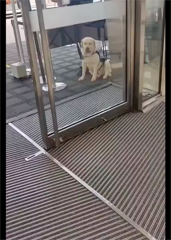 警犬工作期间太累，坐在门口阴凉处闭着眼睛休息会，好令人心疼