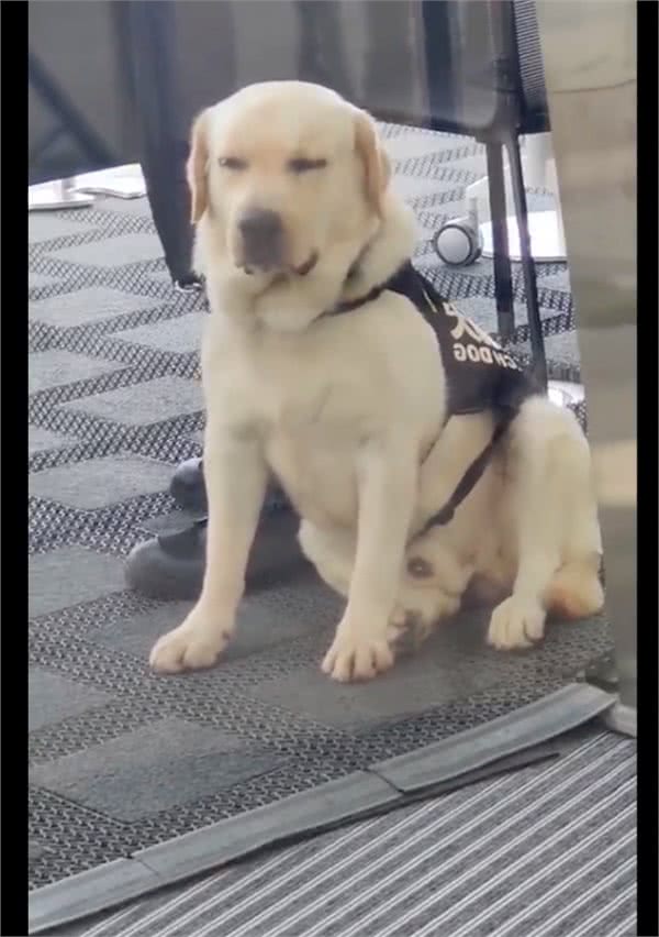 警犬工作期间太累，坐在门口阴凉处闭着眼睛休息会，好令人心疼
