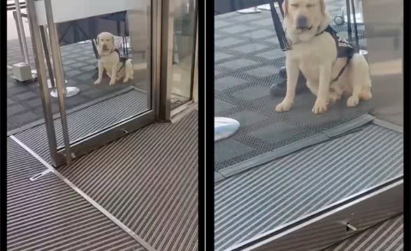 警犬工作期间太累,坐在门口阴凉处闭着眼睛休息会,好令人心疼
