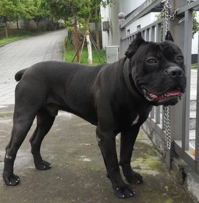 带病毒的斗犬，意大利黑手党护卫犬:卡斯罗真心太牛