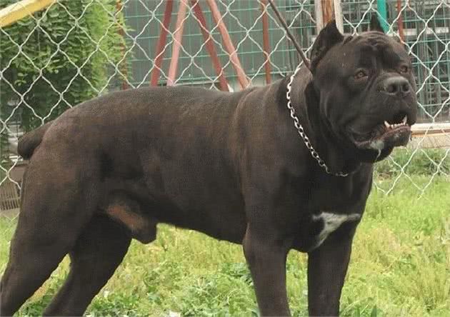 带病毒的斗犬，意大利黑手党护卫犬:卡斯罗真心太牛