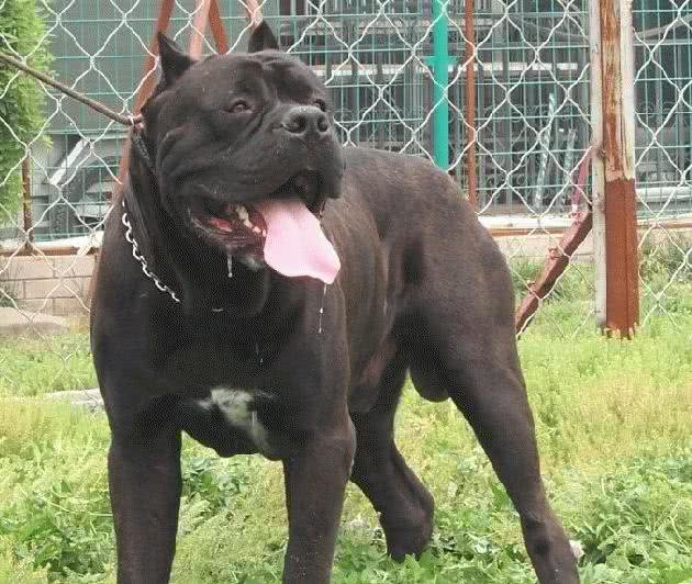 带病毒的斗犬，意大利黑手党护卫犬:卡斯罗真心太牛