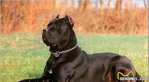 带病毒的斗犬，意大利黑手党护卫犬:卡斯罗真心太牛