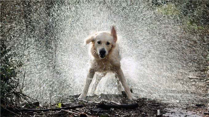 下雨天狗狗的排便问题难以处理?这些技巧，帮你训练狗狗雨天排便