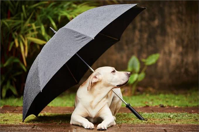 下雨天狗狗的排便问题难以处理?这些技巧，帮你训练狗狗雨天排便