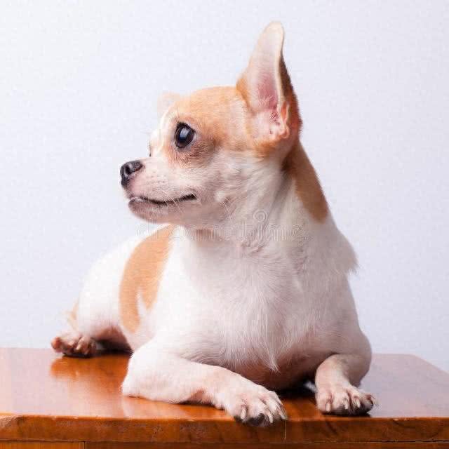 最受欢迎的小型犬系列—吉娃娃