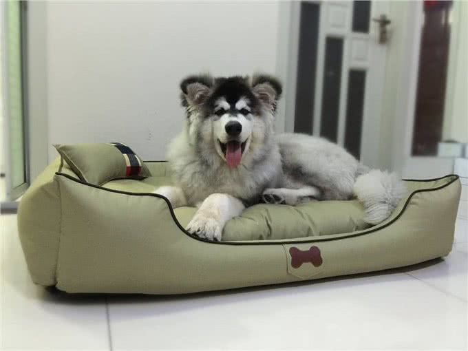阿拉斯加犬怕热吗?不怕告诉你，它吹风扇都行