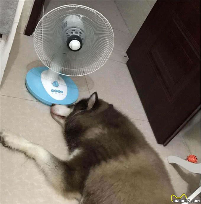 阿拉斯加犬怕热吗?不怕告诉你，它吹风扇都行