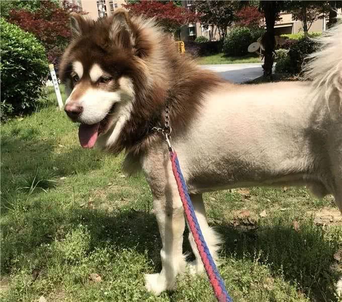 阿拉斯加犬怕热吗?不怕告诉你，它吹风扇都行
