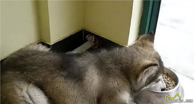 阿拉斯加犬怕热吗?不怕告诉你，它吹风扇都行