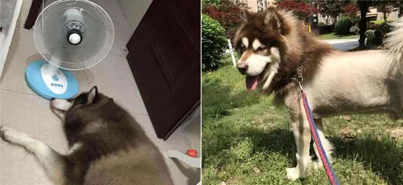 阿拉斯加犬怕热吗?不怕告诉你，它吹风扇都行