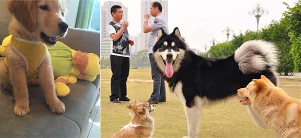 狗狗心理全知道,为什么有的狗狗目中无人,敢公然违抗主人的命令