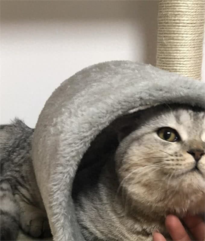 神奇猫咪:舒缓疼痛,延长寿命!