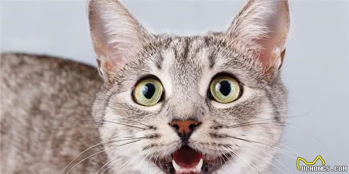 神奇猫咪:舒缓疼痛,延长寿命!