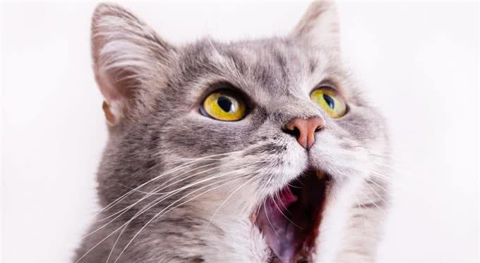 神奇猫咪:舒缓疼痛,延长寿命!