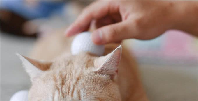 神奇猫咪:舒缓疼痛,延长寿命!