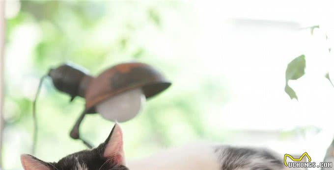 神奇猫咪:舒缓疼痛,延长寿命!