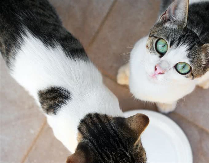 神奇猫咪:舒缓疼痛,延长寿命!